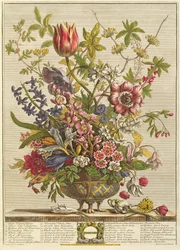 Luty, z „Dwunastu miesięcy kwiatów” Roberta Furbura (ok. 1674-1756), rytował Henry Fletcher