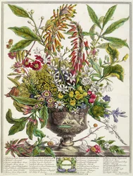 Styczeń, z "Dwunastu miesięcy kwiatów" Roberta Furbera (ok. 1674-1756) rytowany przez Henry