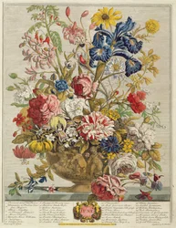 Czerwiec, z „Twelve Months of Flowers” Roberta Furbera (ok. 1674-1756), rytował Henry Fletcher
