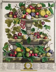 Czerwiec, z «Dwunastu miesięcy owoców», autorstwa Roberta Furbera (ok. 1674-1756), rytowany przez Henry