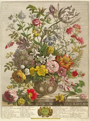 Maj, z „Dwunastu miesięcy kwiatów” Roberta Furbera (ok. 1674-1756), rytowane przez Henry