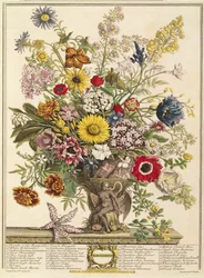 Listopad, z „Dwunastu miesięcy kwiatów” Roberta Furbera (ok. 1674-1756), rytowany przez Henry