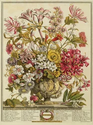 Październik, z "Dwunastu miesięcy kwiatów" Roberta Furbera (ok. 1674-1756) rytowany przez Henry