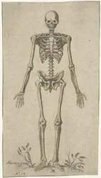 Szkielet męski, widziany z przodu Studia anatomiczne (tytuł serii)
