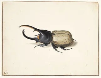 W herkulesbille (dynastes hercules)
