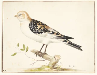 W snespurv (plectrophenax nivalis)