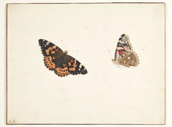 Dwa badania ostu (vanessa cardui l.)