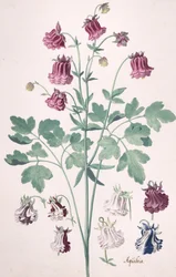Columbine lub Granny