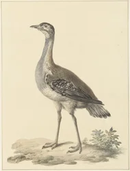 Pułapka Denhama (Neotis denhami)