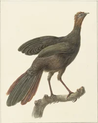 Kuifsjakohoen (Penlopa purpurascens)
