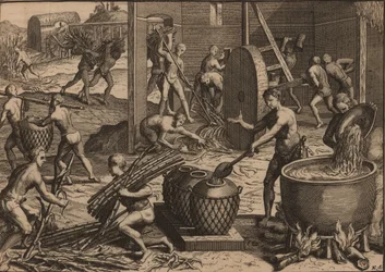 Niewolnicy przetwarzają trzcinę cukrową i wytwarzają cukier.
