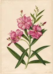 Fioletowy oleander