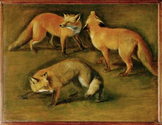 Lis (obraz na płótnie)
