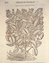 Bazylia (ocymum basilicum), rycina Pier Andrea Mattioli