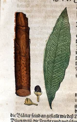 cynamonka. Grawerowanie - w „Kreutterbuch Dess bardzo uczonym i znanym Panu D. Petri Andreae Matthioli” autorstwa Pietro Andrea Mattioli (Matthiole) (1500-1577). Frankfurt