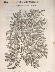 Nieszpułka zwyczajna (Mespilus germanica), grawerowanie przez Pier Andrea Mattioli