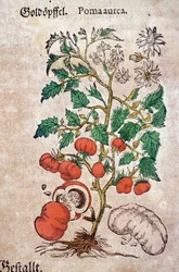 Zielnik: botaniczny planoma aureache reprezentujący roślinę pomidora (Caulis floridus). Grawerowanie w „Kreutterbuch des hochgelehrten und farfamousen Herr D. Petri Andreae Matthioli” autorstwa Pietro Andrea Mattioli (Matthiole
