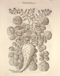 Chrzan (Armoracia rusticana), grawerowanie przez Pier Andrea Mattioli