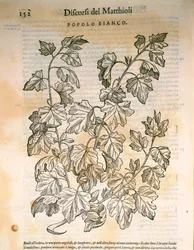 Topola (Populus), rycina Pier Andrea Mattioli