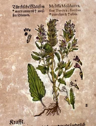 Melisa. Grawerowanie - w „Kreutterbuch Dess bardzo uczonym i znanym Panu D. Petri Andreae Matthioli” autorstwa Pietro Andrea Mattioli (Matthiole) (1500-1577). Frankfurt