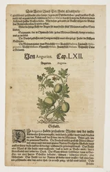 Von Angurien, z Commentarii in Sex Libros Pedacii Dioscoridis