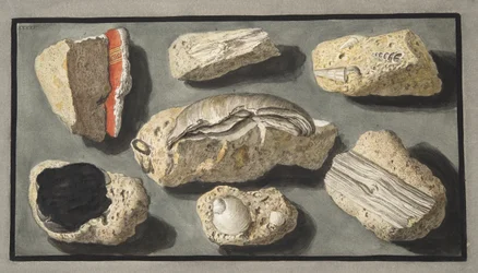 Okazy tufy znalezione w Herkulanum i wokół niego, płyta XXXXV, z „Campi Phlegraei: Observations on the Volcanoes of the Two Sicilies”, Sir William Hamilton (1730-1803), opublikowana w 1776 r.