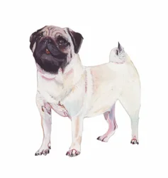 Pug, 2011 (akwarela i gwasz na papierze)