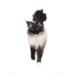 Ragdoll, 2014 (akwarela i gwasz na papierze)