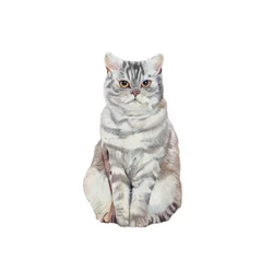 Selkirk Rex, 2014 (akwarela i gwasz na papierze)