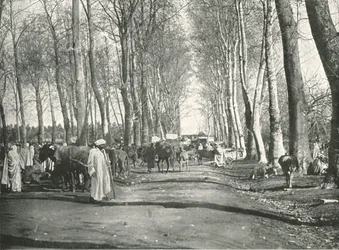 Jarmark i jarmark arabski, Boufarik, Algieria, 1895.