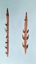 Dwa harpuny, górny paleolit, 35000-10000 p.n.e.