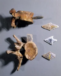 Krzemień z prehistoryczną kością w środku, Muzeum Starożytności Narodowych