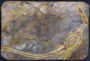 Skamielina Hyfalozaura lingyuanensis (przedmiot)