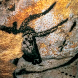 Malowidło naskalne przedstawiające tura (wymarłego wołowatego), Sala Byków, jaskinia Lascaux, Montignac, Dordogne, Francja, paleolityczny okres magdaleński (malowidło)