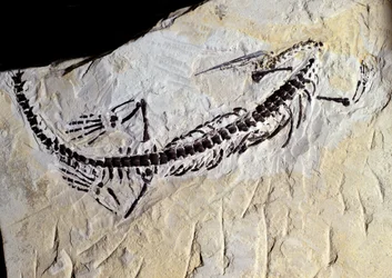 Prehistoria: skamielina mezozaura, era paleozoiczna, okres permski. Spotkaj się w Minas Gerais w Brazylii.