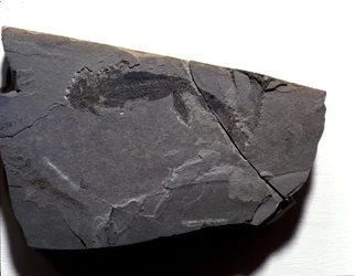 Prehistoria: okres permski, epoka paleozoiczna. Skamieniałość gałęziozaura (Brahiopode). Znajdź w Rotliegen w Niemczech