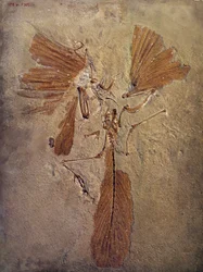 Prehistoryczne: skamielina archeopteryksa, prehistoryczne zwierzę z rodziny ptaków. Paryż, Muzeum Historii Naturalnej
