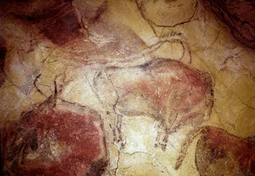 Prehistoria: „” żubr w spoczynku”” malowidło naskalne górnego paleolitu (magdalen) (między 16500 a 14000 lat temu) Jaskinia żubrów z epoki kamienia, Altamira, Santander, Hiszpania