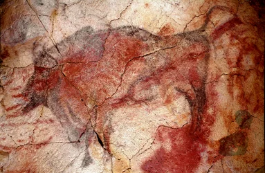 Prehistoria: „”odpoczywający żubr”” malowidło naskalne górnego paleolitu (magdalen) (między 16500 a 14000 lat temu) Jaskinia Żubra z epoki kamienia, Altamira, Santander, Hiszpania