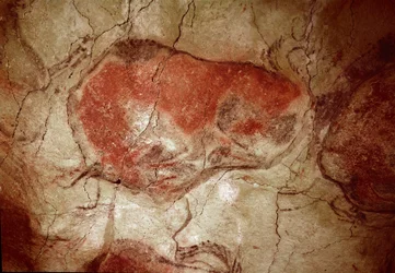 Prehistoria: „”odpoczywający żubr”” malowidło naskalne górnego paleolitu (magdalen) (między 16500 a 14000 lat temu) Jaskinia żubra z epoki kamienia, Altamira, Santander, Hiszpania - Prehistoria: żubr w stanie spoczynku. malarstwo naskalne, górny paleolit (