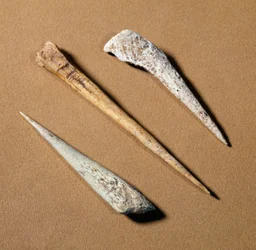 Prehistoria: okoń kostny pochodzący z paleolitu. Saint-Germain-en-Laye, muzeum antyków