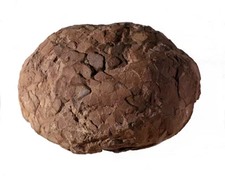 Prehistoria: jajo dinozaura znalezione w Prowansji. Era mezozoiczna, okres jurajski.