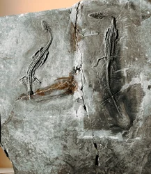 Prehistoria: Pachycefalozaur kopalny dinozaurów. Okres kredowy. Miejskie Muzeum Historii Naturalnej, Mediolan