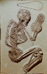 Prehistoria: żeński szkielet pochodzący z górnego neolitu. Kultura Chiozzy. 2900-2700 pne. Reggio Emilia, Muzea Miejskie, Muzeum Chierici, Włochy
