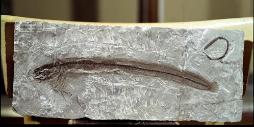 Prehistoria: skamieniałość ryby Eomirus Formosissimus ze stanowiska góry Bolca (Włochy). Okres eocenu. Miejskie Muzeum Historii Naturalnej, Mediolan