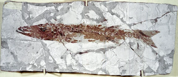 Prehistoria: skamieniałość ryby Sphyraena Bolcensis ze stanowiska góry Bolca (Włochy). Okres eocenu. Miejskie Muzeum Historii Naturalnej, Mediolan