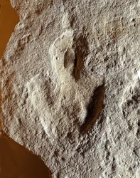 Prehistoria: skamieniały odcisk palca dinozaura. Era mezozoiczna, okres jurajski. znaleziony w byłej Jugosławii