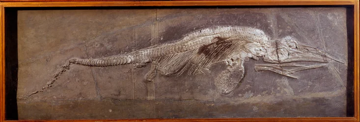 Prehistoria: skamielina Pareiasaudora, prehistoryczne zwierzę, Paryż, muzeum historii naturalnej