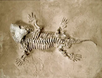 Prehistoria: skamieniałość płaza gada Seymouria baylorensis z Teksasu w Stanach Zjednoczonych. Okres permu. Museo Civico di Storia Naturale, Mediolan