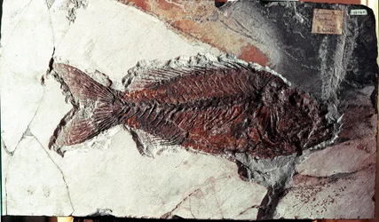 Prehistoria: skamielina ryby Sparnodus Elongatus ze stanowiska Mount Bolca (Włochy). Okres eocenu. Museo civico di storia naturale, Mediolan